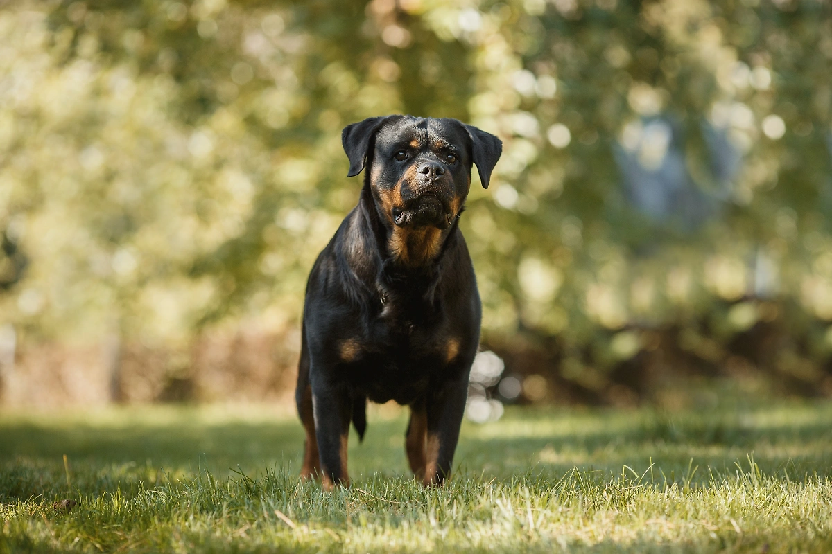 Ротвейлер — порода собак, которая захочет доминировать в семье. Фото © Shutterstock / FOTODOM