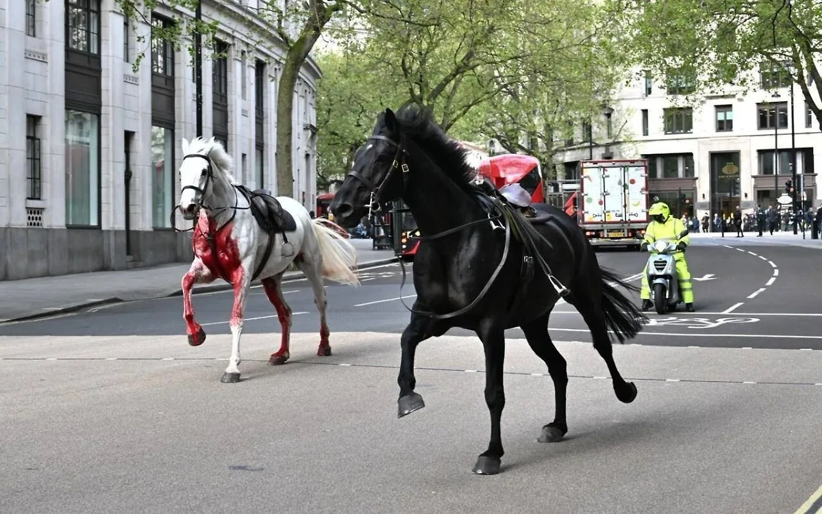 Кони и кровь в Лондоне. Обложка © X / Jack Straw