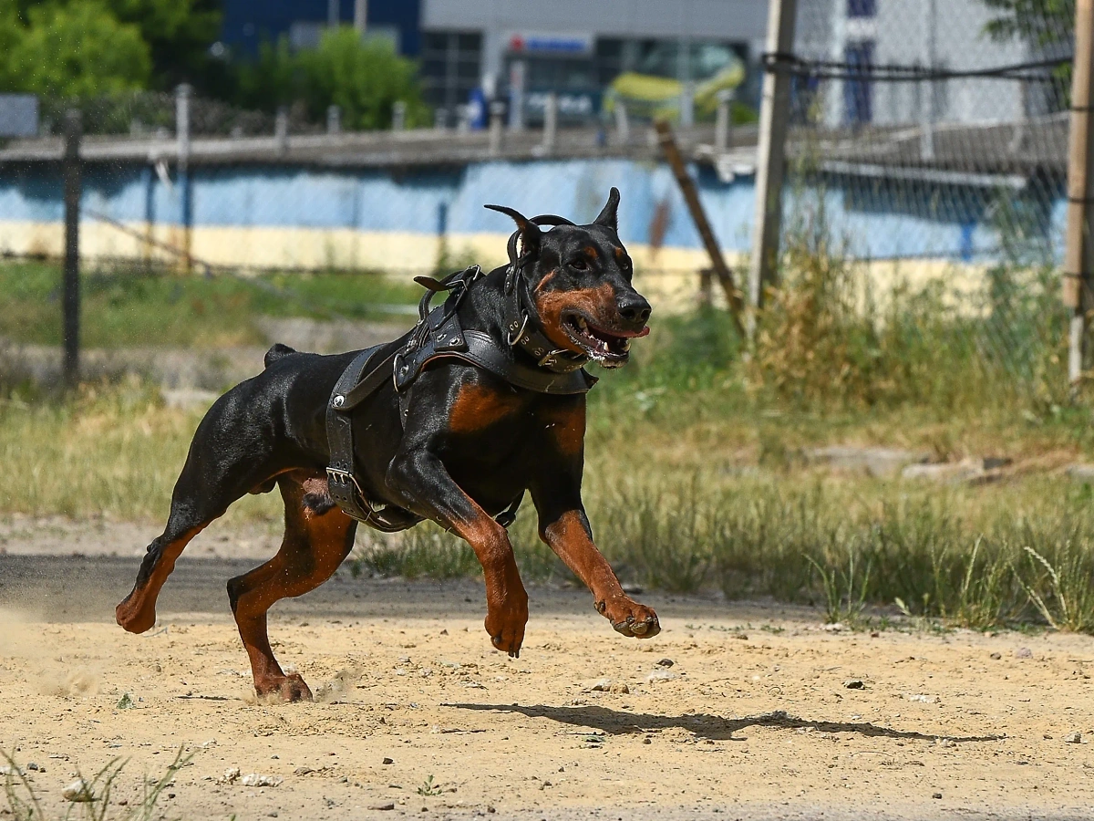 Доберман — порода собак, выведенная специально для службы в полиции и спецназе. Поэтому у него особый характер. Фото © Shutterstock / FOTODOM
