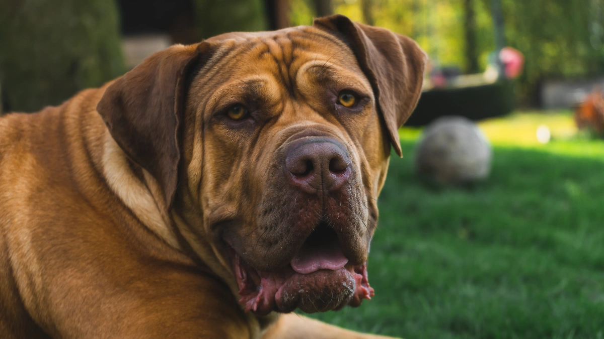 Бурбуль — злая порода собак из Африки, наделённая силой и выносливостью. Фото © Shutterstock / FOTODOM