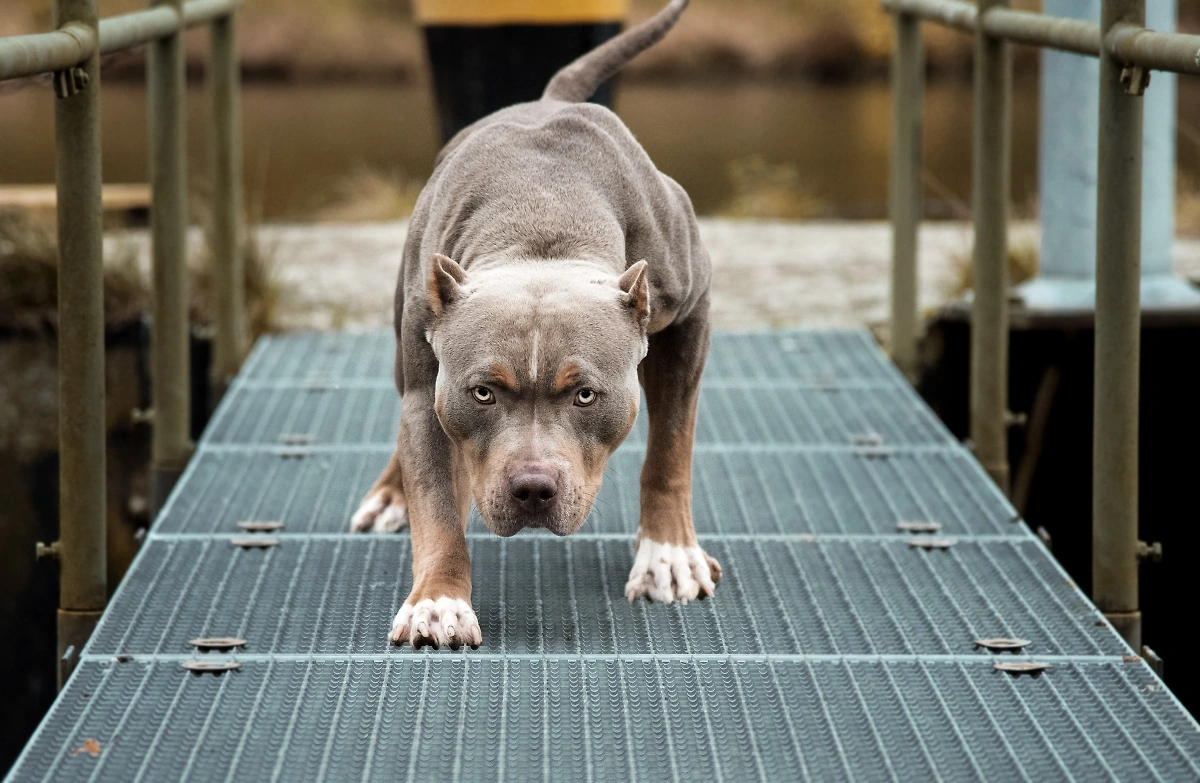 Какая порода агрессивной собаки может загрызть человека? Фото © Shutterstock / FOTODOM
