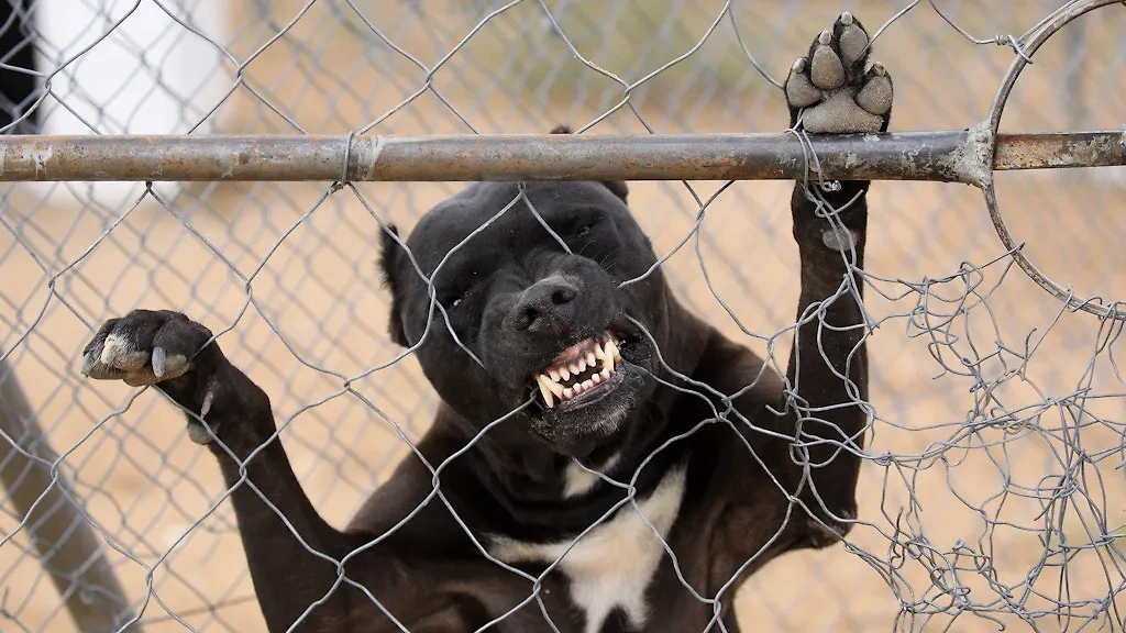 Агрессивные и злые породы собак — их нельзя заводить, если есть маленькие дети в семье. Обложка © Shutterstock / FOTODOM 