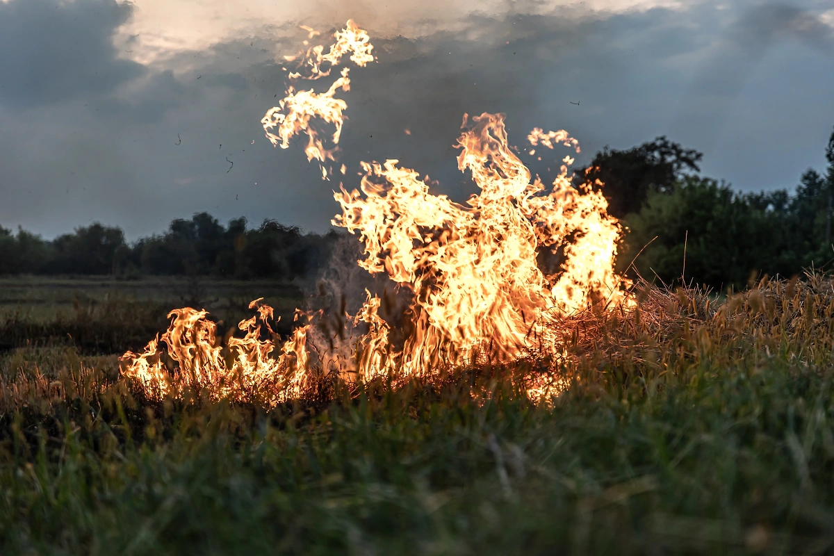 При сжигании травы выделяется опасный и токсичный диоксин. Обложка © Freepik / pvproductions