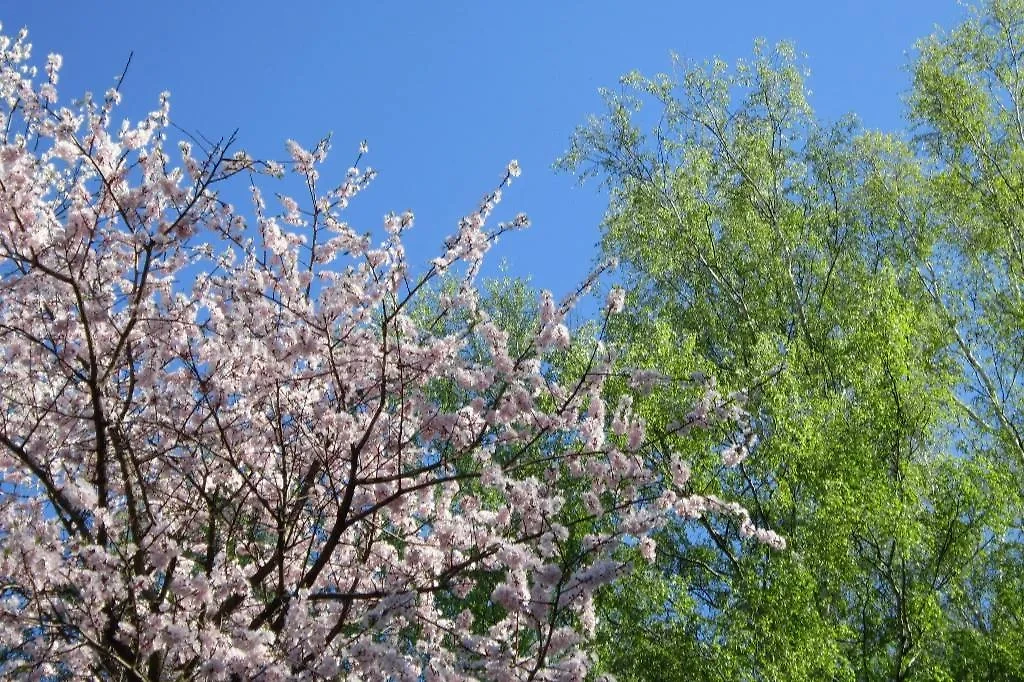 Сакура в Бирюлёвском дендропарке. Обложка © VK / Экоцентр "Южный" Бирюлёвский дендропарк