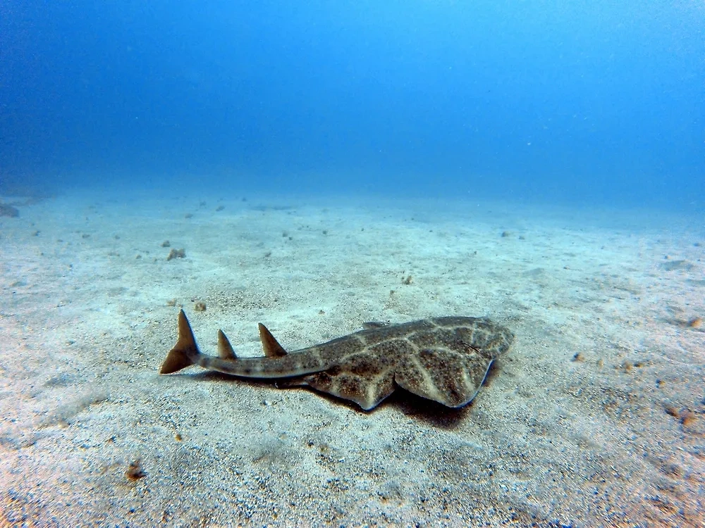 Плоскотелая акула. Обложка © Shutterstock / FOTODOM