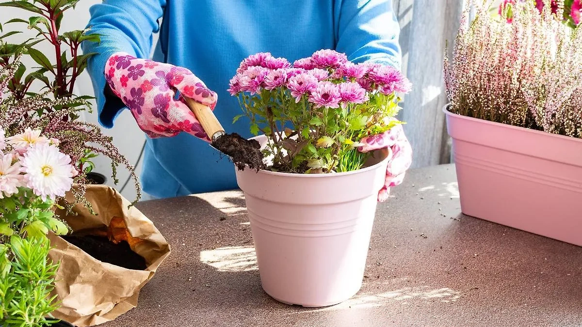 Хризантемы в доме: уход и польза для воздуха. Фото © Shutterstock / FOTODOM