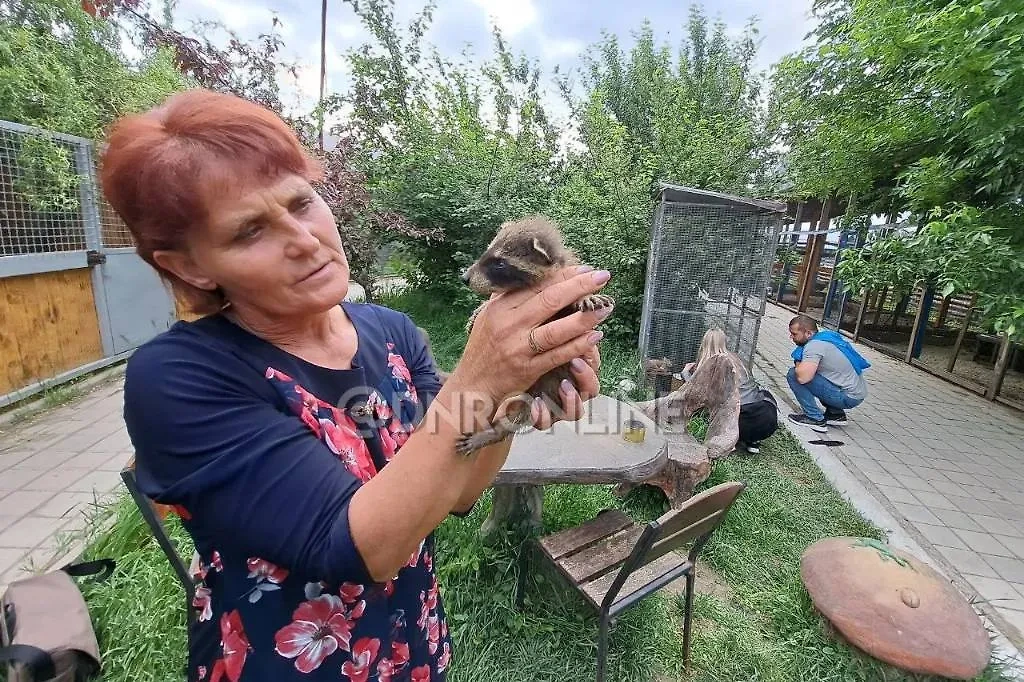 Шесть енотов родились в Мариупольском зоопарке. Обложка © Telegram / ДНР Онлайн