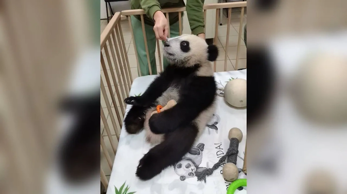 Вес маленькой панды Катюши из Московского зоопарка уже 22 кг. Обложка © Telegram / Светлана Акулова