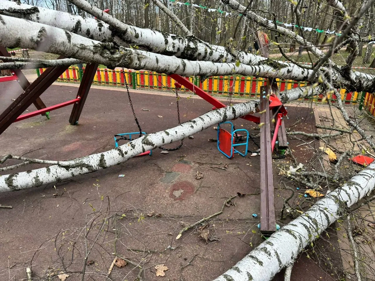 Рухнувшее дерево в Красногорске. Обложка © Telegram / ГСУ СК России по Московской области