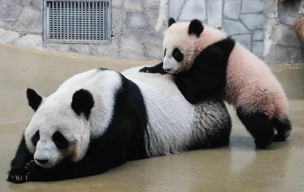 В зоопарке панда Катюша уже не даёт себя нормально взвесить. В будущем ситуация только усугубится. Фото © ТАСС / ЕРА / YURI KOCHETKOV