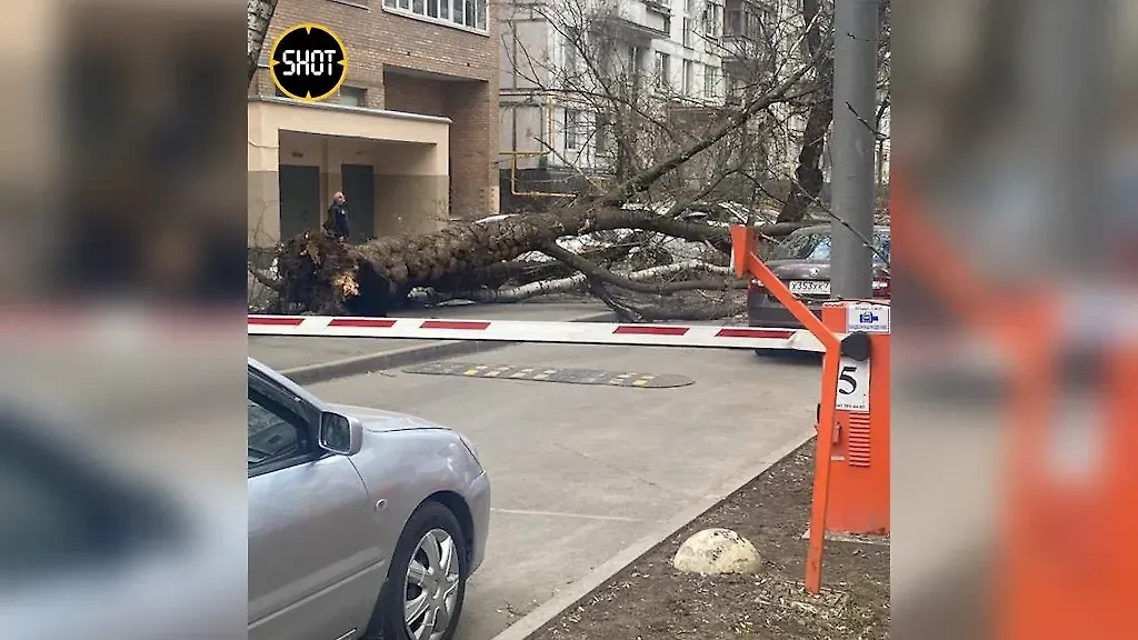 В московском районе Коптево дерево рухнуло на машины. Обложка © Telegram / SHOT