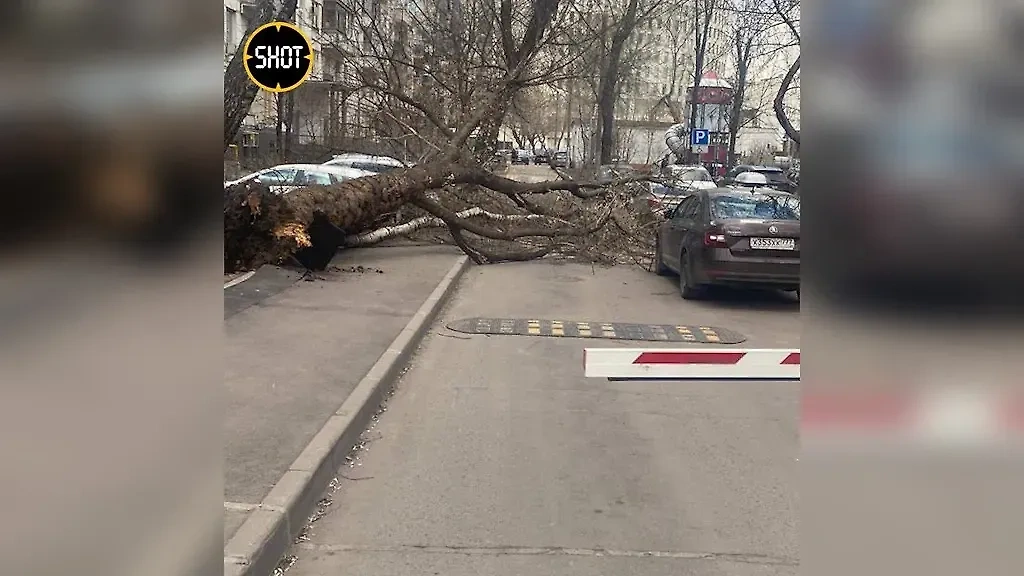 В московском районе Коптево дерево рухнуло на машины. Обложка © Telegram / SHOT