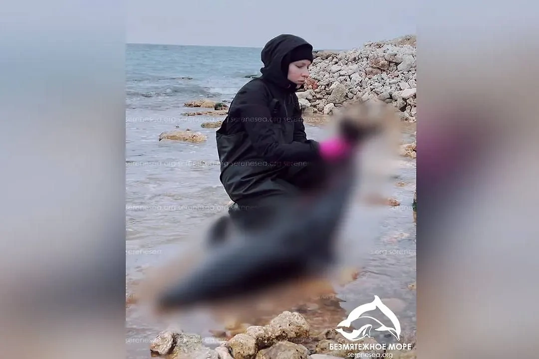 Более 200 дельфинов выбросило на берег в Крыму с начала года. Фото © Telegram / Центр "Безмятежное море"