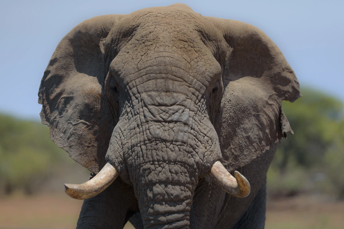 Слон атаковал туристов в Африке. Обложка © Freepik / wirestock