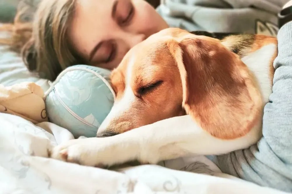 Сон вместе с собакой ухудшает качество ночного отдыха. Обложка © Shutterstock / FOTODOM