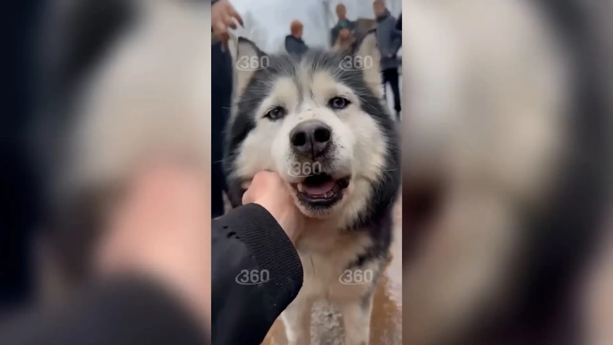 В Оренбурге спасённых из питомника хаски на время раздали. Обложка © Телеканал "360"