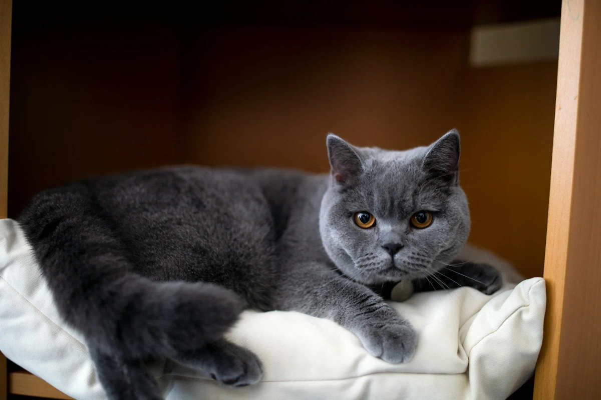 Какие большие породы кошек могут нагадить на ковёр, если их обидеть? Британцы. Фото © Unsplash / bencollins