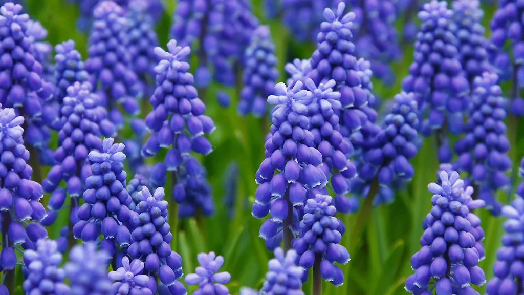 Что посадить на даче, чтобы в апреле-мае любоваться распустившимися цветами. Фото © Pxhere
