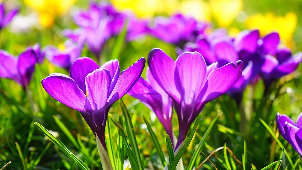 5 первоцветов для вашей дачи: какие растения зацветают первыми. Крокусы. Фото © Pxhere