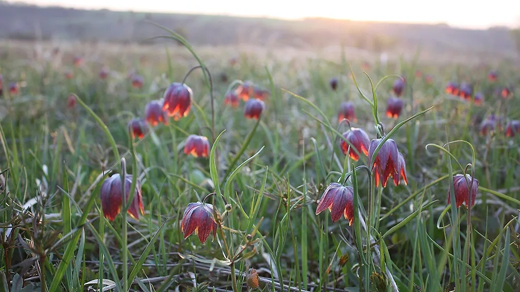 Небанальные дачные первоцветы — 5 вариантов облагородить участок весной. Фото © Wikipedia / Anna Kuzemko