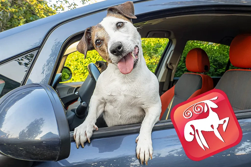 Какую собаку напоминает знак зодиака Овен? Фото © Shutterstock / FOTODOM