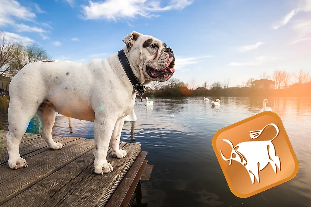 Какая собака соответствует знаку зодиака Телец? Фото © Shutterstock / FOTODOM