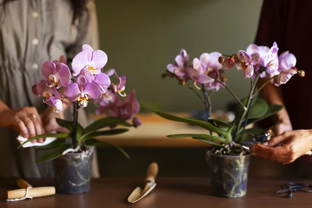 Гармония и любовь с орхидеей. Фото © Freepik
