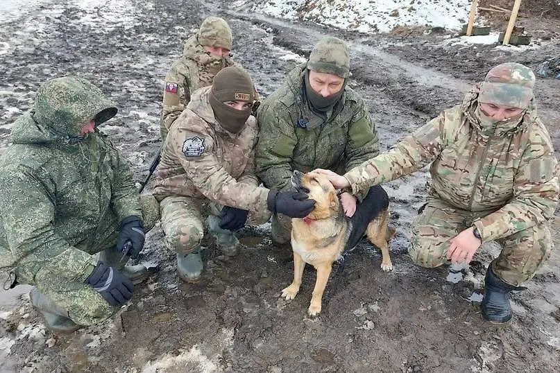 На Урале приютили собаку погибшего Героя России по кличке Хохлуша. Фото © VK / "ВТОРАЯ ЖИЗНЬ" помощь бездомным животным