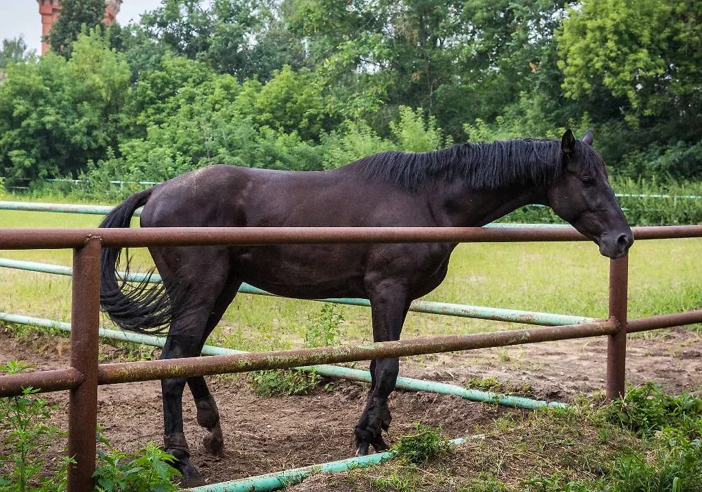 Русская верховая лошадь. Обложка © ТАСС / Марина Круглякова