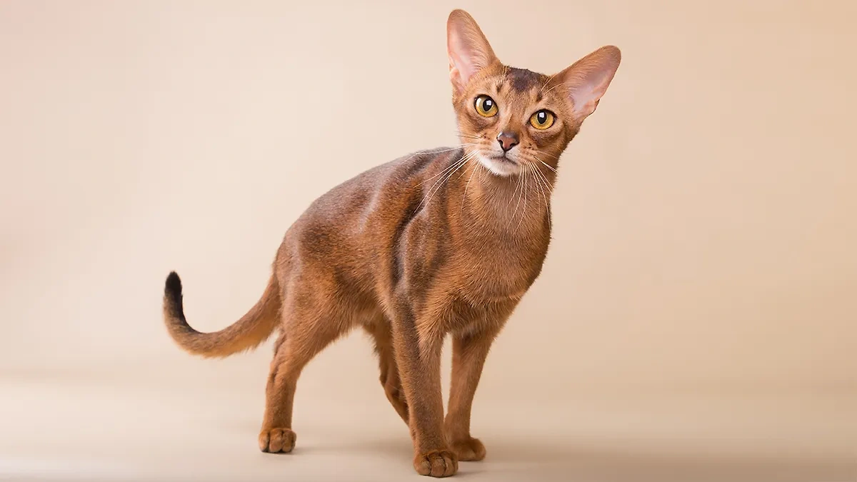 Почему абиссинские кошки агрессивные? Фото © Shutterstock / FOTODOM
