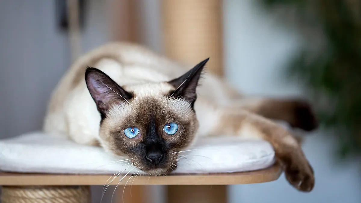 Почему сиамские кошки агрессивные? Фото © Shutterstock / FOTODOM