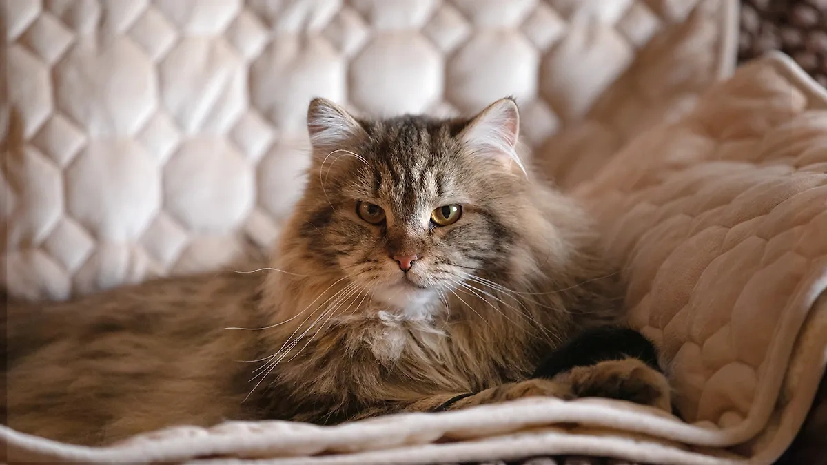 Почему сибирские кошки не подходят в роли питомцев? Фото © Shutterstock / FOTODOM