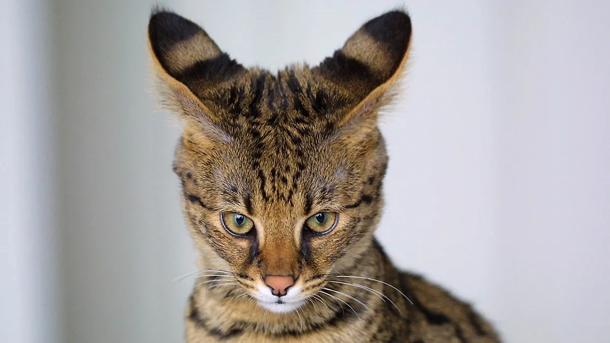 Что особенного в кошках породы саванна? Wikipedia / Jason Douglas