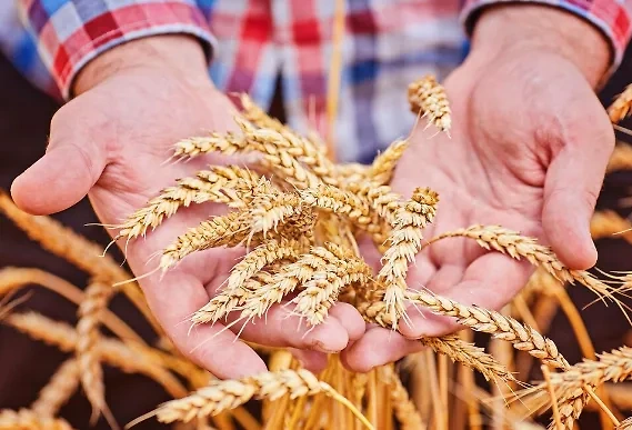 Россия впервые займёт больше четверти мирового рынка зерна. Обложка © freepik / Oleksandr Ryzhkov