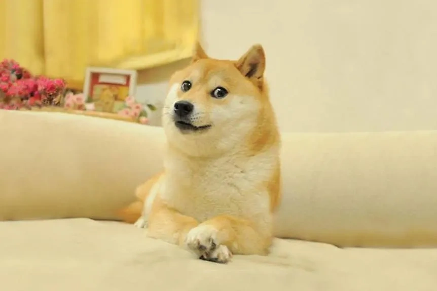 Самая известная в мире собака породы шиба-ину. Обложка © wikipedia
