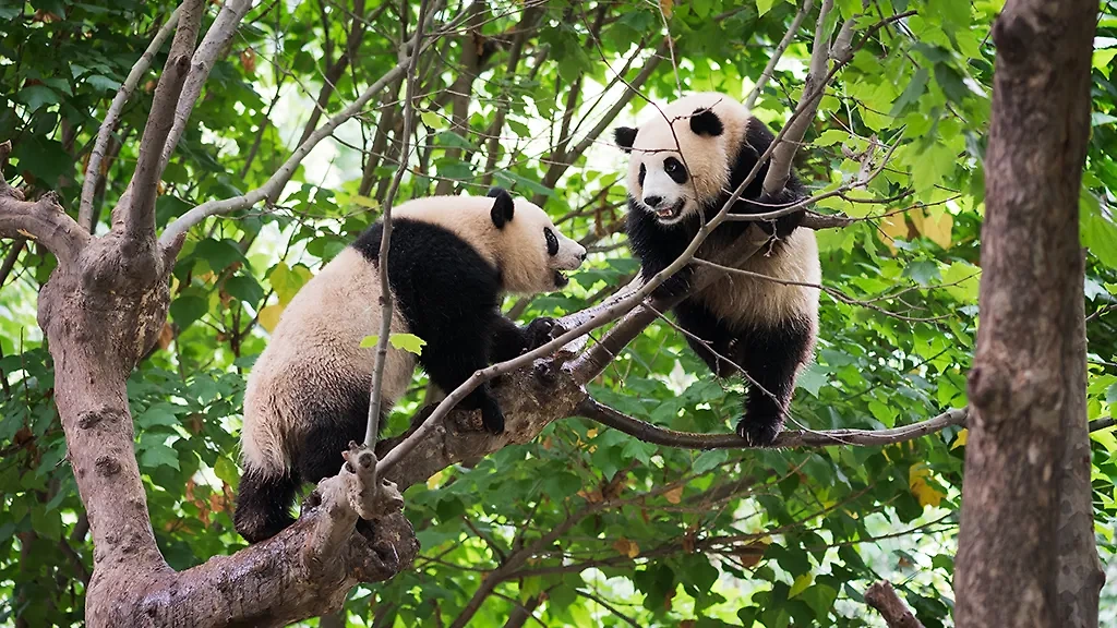 Какая судьба ждёт панду Катюшу из Московского зоопарка, когда её отправят в Китай? Фото © Shutterstock / FOTODOM / LP2 Studio