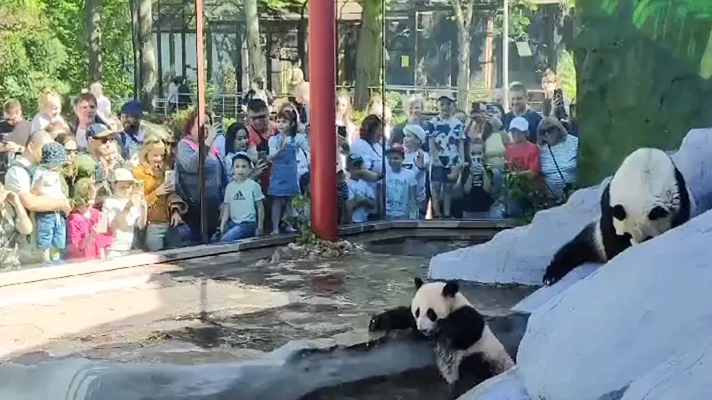 Фото панды Катюши с мамой Диндин в летнем вольере. Фото © Telegram / Панда Катюша 🐼