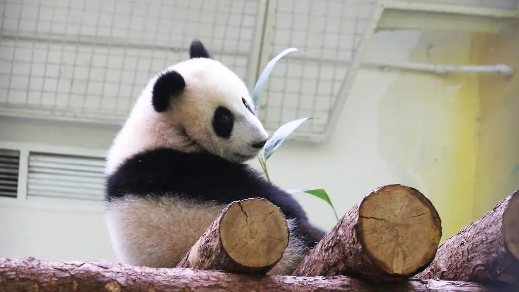 Как за 9 месяцев изменилась панда Катюша, что делает в зоопарке, что умеет? Фото © Telegram / Светлана Акулова