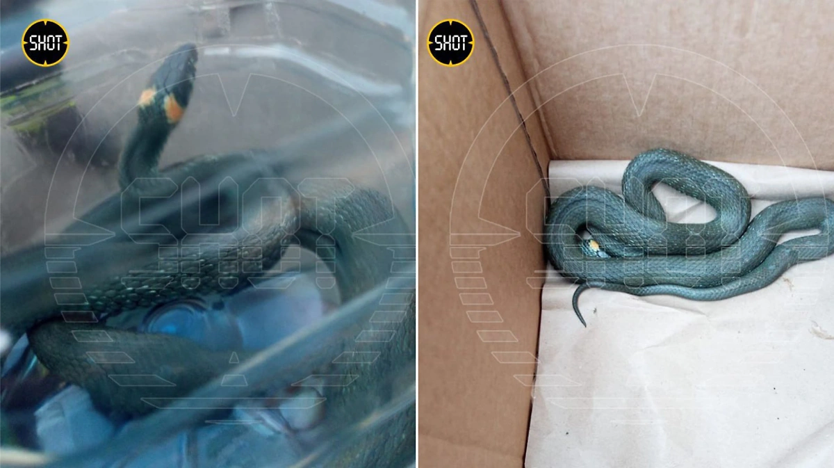 Змея, которая заползла в магазин в Зеленограде. Фото © SHOT