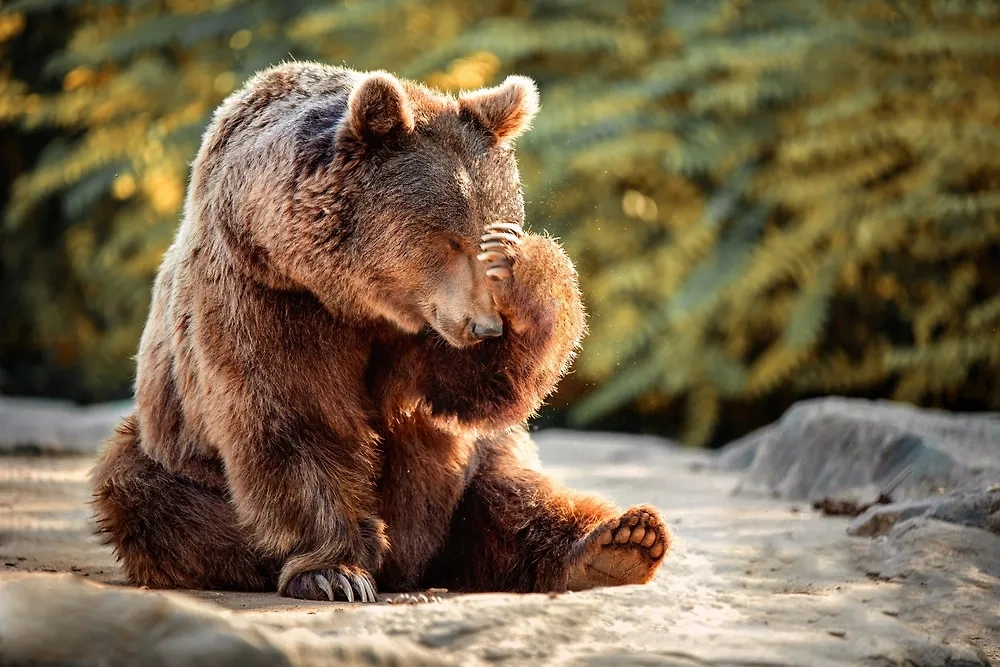 В США семья съела недоготовленное мясо медведя и заразилась мозговыми червями. Фото © Shutterstock / FOTODOM / Perpis