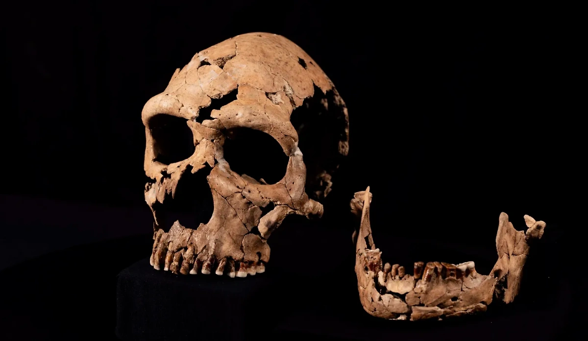 Череп женщины-неандертальца, жившей 75 тысяч лет назад. Фото © Кембриджский университет