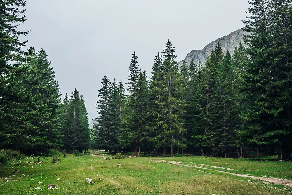 В Приморье спасли 92-летнюю пенсионерку. Обложка © Shutterstock / FOTODOM