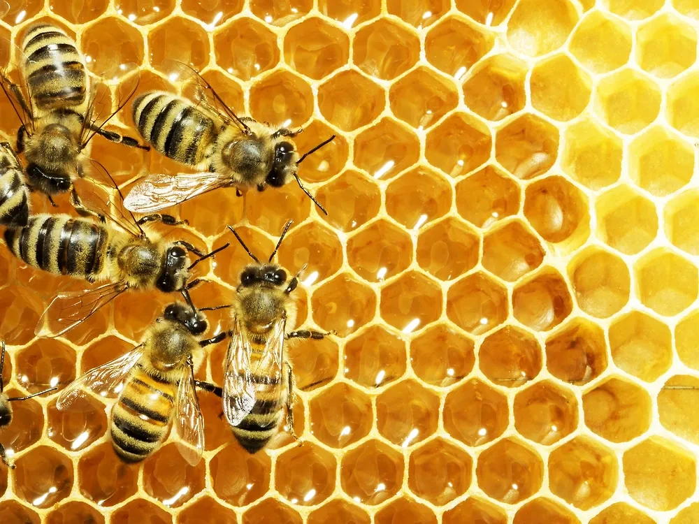 Как правильно выбирать мёд. Обложка © Shutterstock / FOTODOM