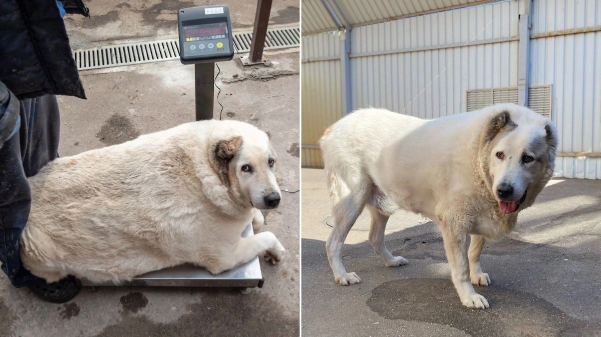 Пёс Кругетс до и после похудения. Обложка © VK / Сострадание НН