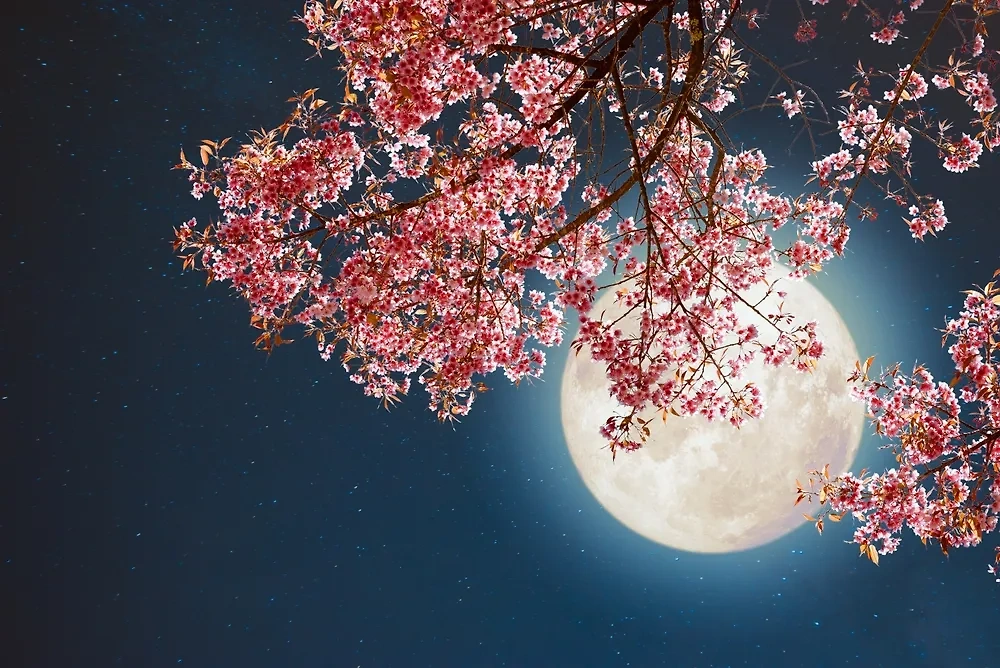 Почему время Цветочного полнолуния 23 мая — это период волшебства и любви? Можно ли играть свадьбу и вступать в отношения во время полной луны? Фото © Shutterstock / FOTODOM