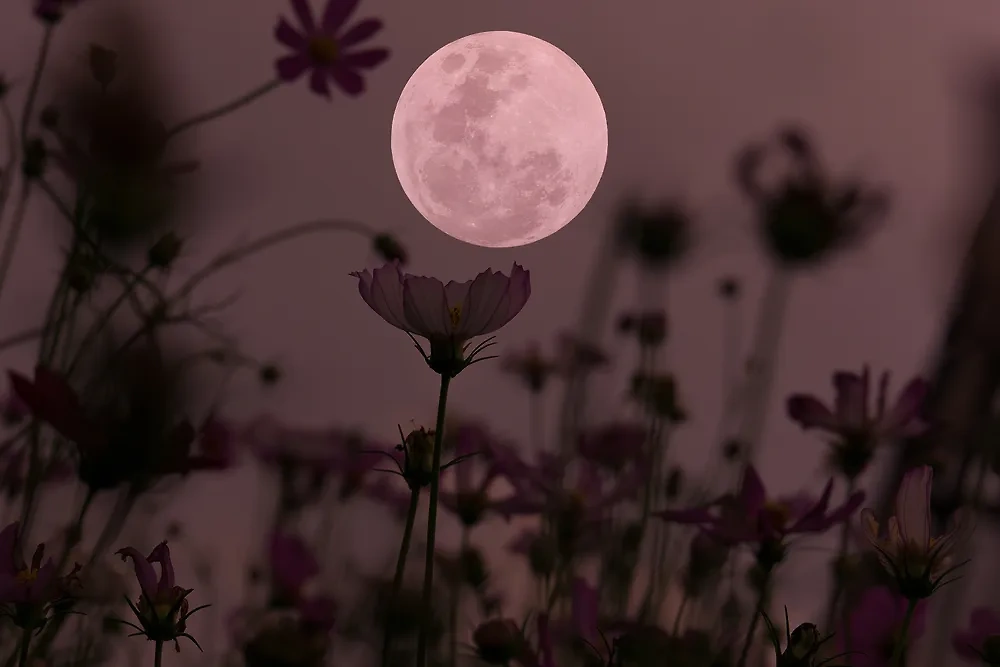 Чего нельзя делать в Цветочную луну 23 мая? Фото © Shutterstock / FOTODOM