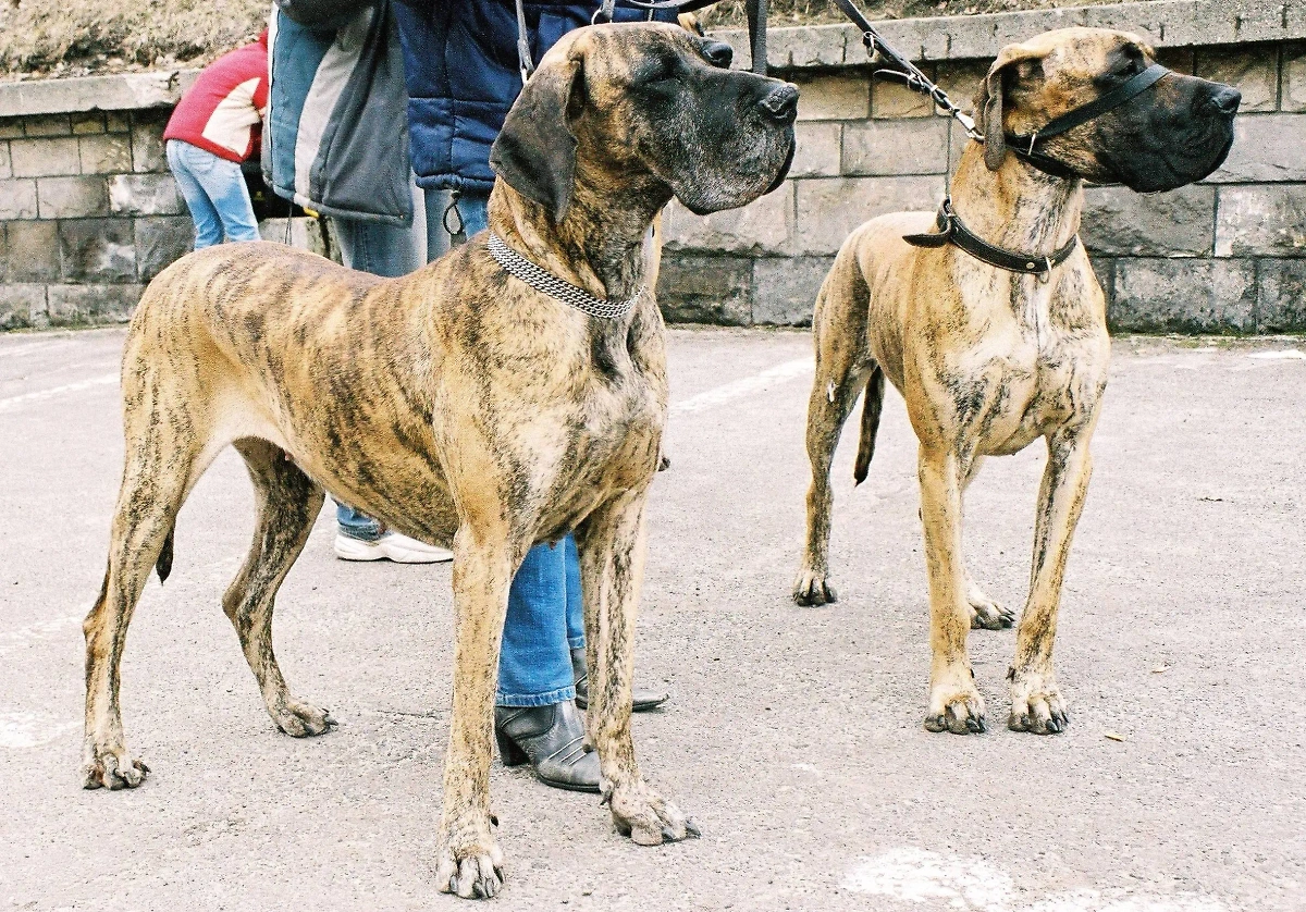 Сколько живут собаки породы немецкий дог? 8,5 года. Они могут умереть из-за рака костей или проблем с сердцем. Фото © Wikipedia / Pleple2000