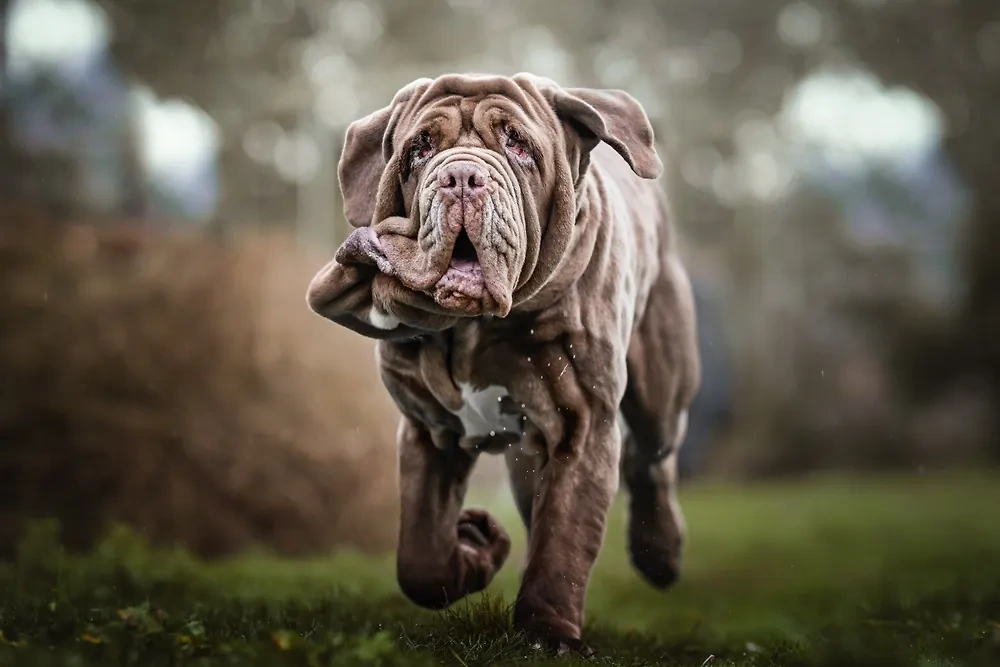 Представители большой породы собак мастиф зарабатывают болезнь из-за слишком крупной массы тела. Фото © Shutterstock / Valerie Berdinel