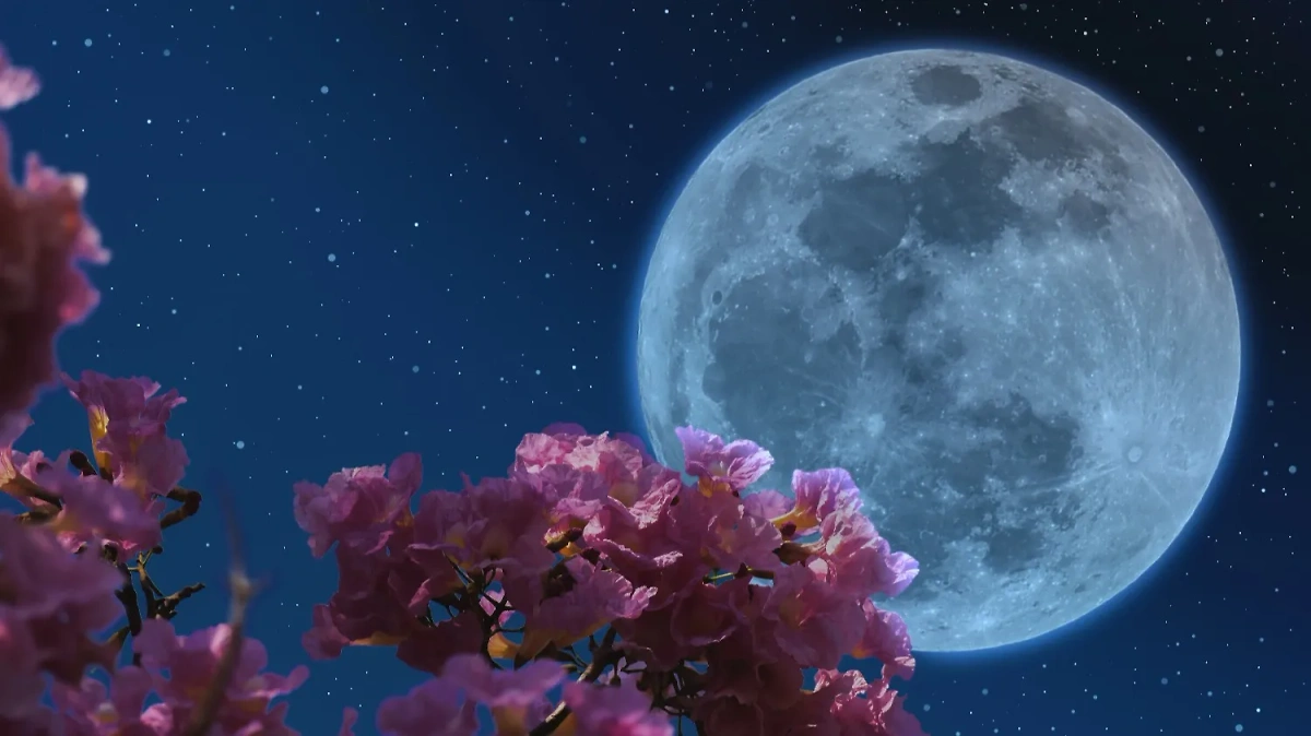 Цветущая луна 2024: как полнолуние 23 мая изменит жизнь знаков зодиака? Обложка © Shutterstock / Onkamon