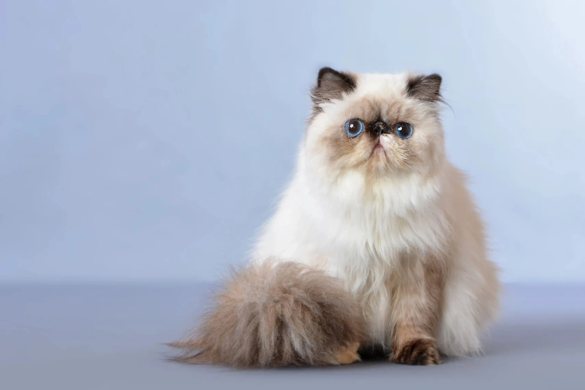 Кошка персидской породы может умереть от многих недугов, среди которых болезни почек, глаз. Также у этих питомцев часто возникает рак. Фото © Shutterstock / FOTODOM / Cicafotos